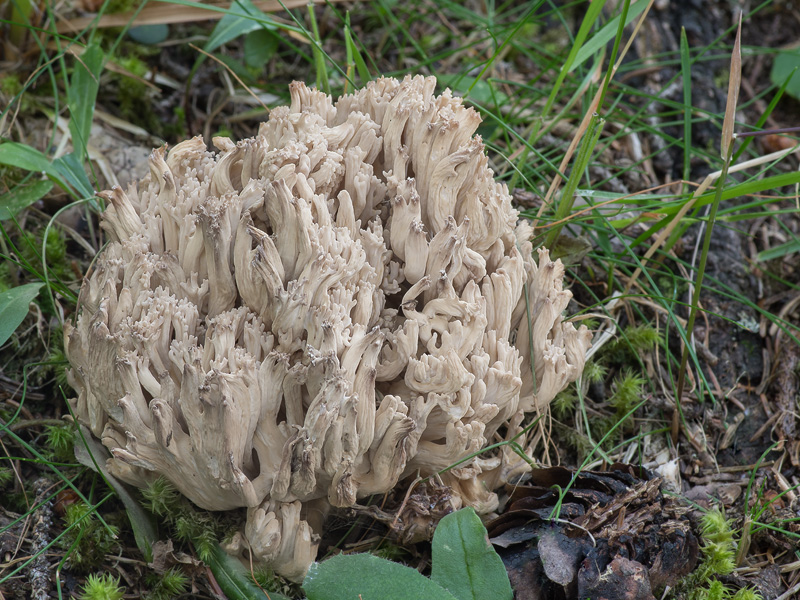 Ramaria mairei